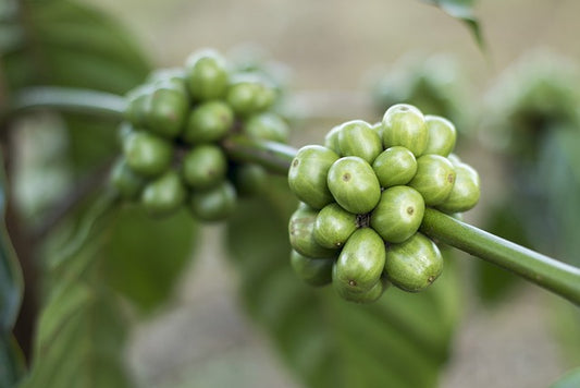 Grüner Kaffee: Das Geheimnis für Gewichtsverlust