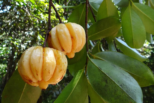 Garcinia Cambogia - die überraschende Wahrheit über Fettverbrennung