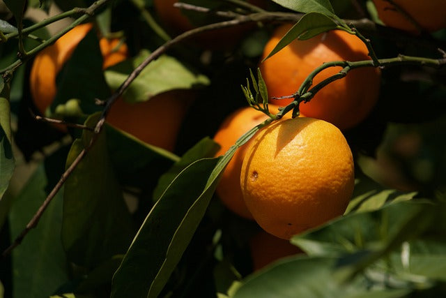 So überzeugend regt Citrus Sinensis die Verdauung an