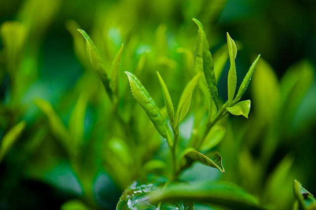 Grüner Tee zur Unterstützung von Gewichtsverlust und Stoffwechsel